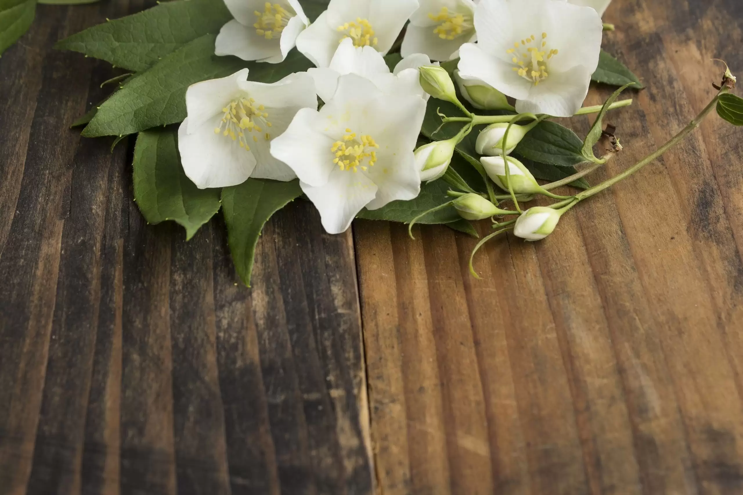 jasmin-with-copy-space-on-rustic-wooden-background-L8SUGVX-min