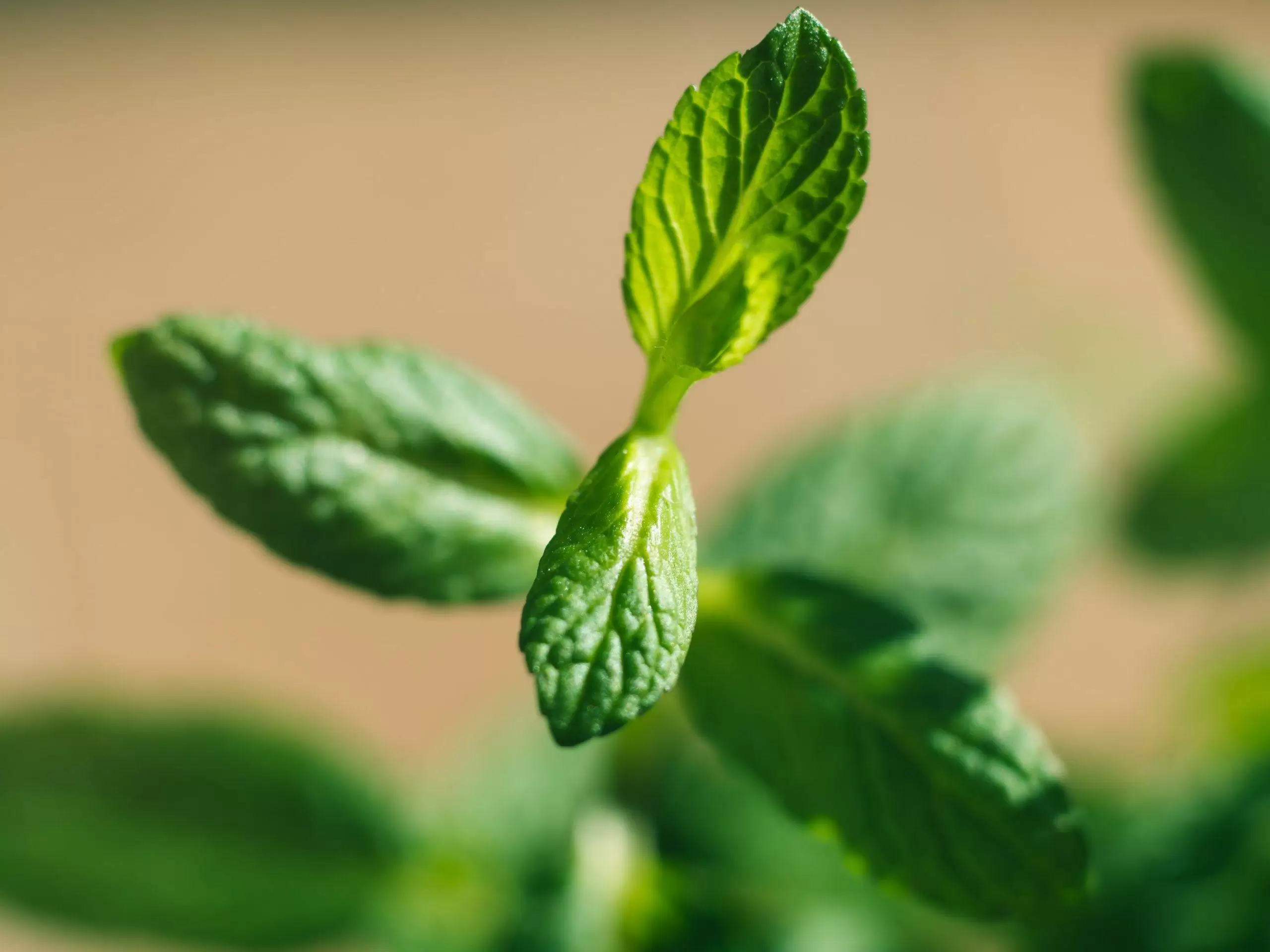 mint-herb-plant-macro-shot-on-sunny-day-4FG2EVQ-min